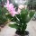 Schlumbergera-Hybr. Thor Caroline