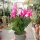 Schlumbergera-Hybr. Thor Caroline