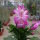 Schlumbergera-Hybr. Thor Caroline