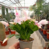 Schlumbergera-Hybr. Thor Cecilie