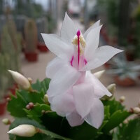 Schlumbergera-Hybr. Thor Cecilie