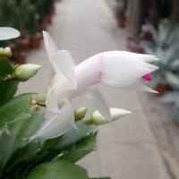 Schlumbergera-Hybr. Thor Cecilie