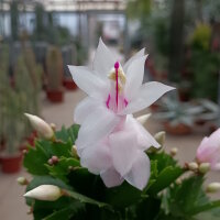 Schlumbergera-Hybr. Thor Cecilie