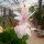Schlumbergera-Hybr. Thor Cecilie