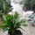 Schlumbergera-Hybr. Thor Cecilie