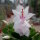 Schlumbergera-Hybr. Thor Cecilie