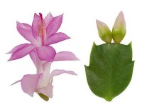 Schlumbergera-Hybr. Thor Eliza