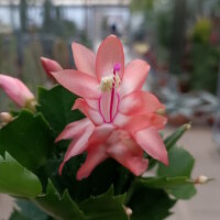 Schlumbergera-Hybr. Thor Freya