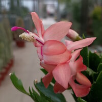 Schlumbergera-Hybr. Thor Freya