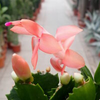 Schlumbergera-Hybr. Thor Freya