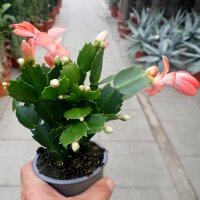 Schlumbergera-Hybr. Thor Freya