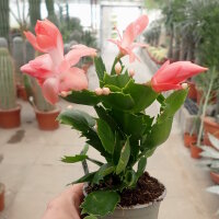Schlumbergera-Hybr. Thor Freya