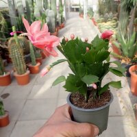 Schlumbergera-Hybr. Thor Freya
