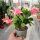 Schlumbergera-Hybr. Thor Freya
