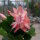 Schlumbergera-Hybr. Thor Freya