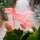 Schlumbergera-Hybr. Thor Freya