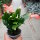 Schlumbergera-Hybr. Thor Freya
