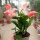 Schlumbergera-Hybr. Thor Freya