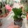 Schlumbergera-Hybr. Thor Freya
