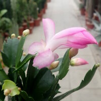 Schlumbergera-Hybr. Thor Ida