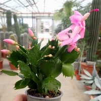 Schlumbergera-Hybr. Thor Ida