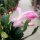 Schlumbergera-Hybr. Thor Ida