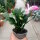 Schlumbergera-Hybr. Thor Ida