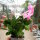 Schlumbergera-Hybr. Thor Ida