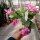 Schlumbergera-Hybr. Thor Ida