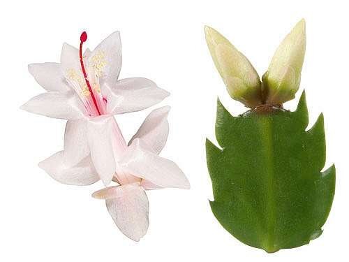Schlumbergera-Hybr. Thor Livia