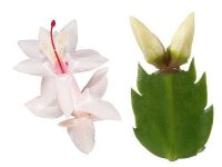 Schlumbergera-Hybr. Thor Livia