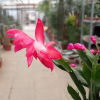 Schlumbergera-Hybr. Thor Olga