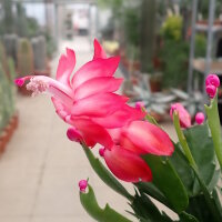 Schlumbergera-Hybr. Thor Olga