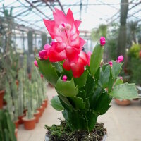 Schlumbergera-Hybr. Thor Olga