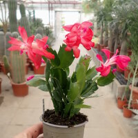 Schlumbergera-Hybr. Thor Olga