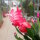 Schlumbergera-Hybr. Thor Olga