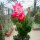 Schlumbergera-Hybr. Thor Olga