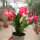 Schlumbergera-Hybr. Thor Olga