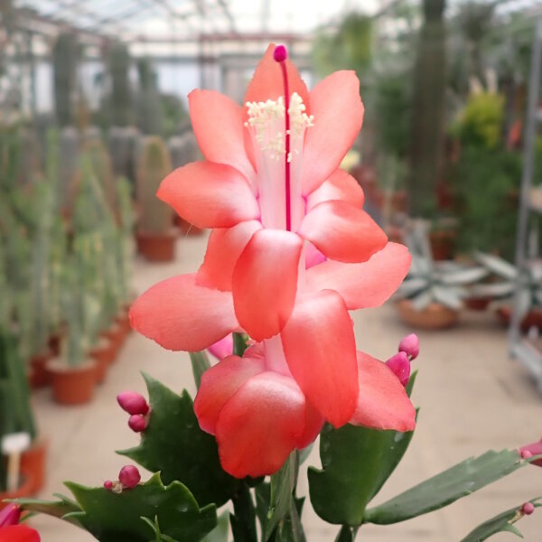 Schlumbergera-Hybr. Thor Olivia