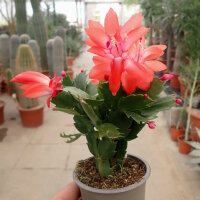 Schlumbergera-Hybr. Thor Olivia