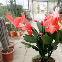 Schlumbergera-Hybr. Thor Olivia