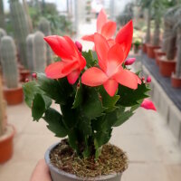 Schlumbergera-Hybr. Thor Olivia