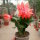 Schlumbergera-Hybr. Thor Olivia