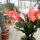 Schlumbergera-Hybr. Thor Olivia