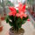 Schlumbergera-Hybr. Thor Olivia