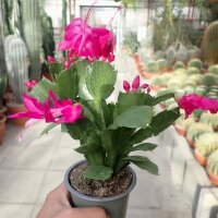 Schlumbergera-Hybr. Thor Sharon