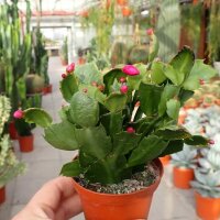 Schlumbergera-Hybr. Thor Sharon