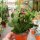 Schlumbergera-Hybr. Thor Sharon