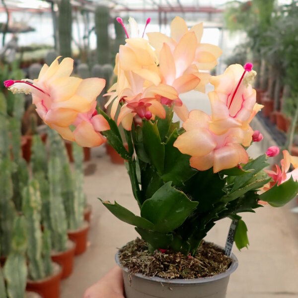 Schlumbergera-Hybr. Thor Sophia