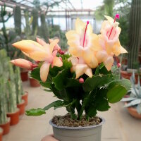 Schlumbergera-Hybr. Thor Sophia